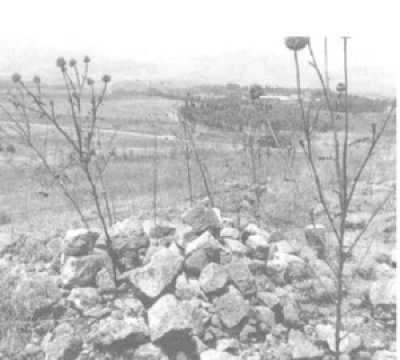 Baqqara and Ghaname of Palestine: A saga of displacement